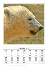 Oktober_Eisbär_1.pdf